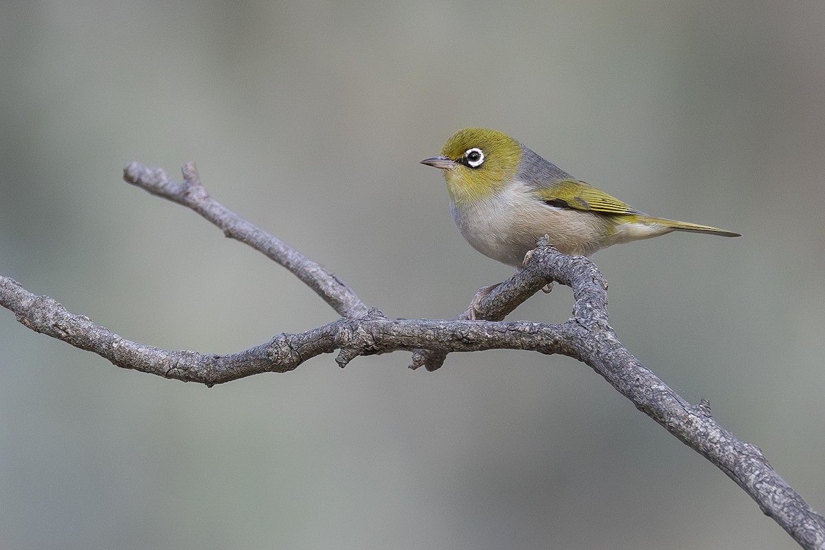 Silvereye - ML641954920