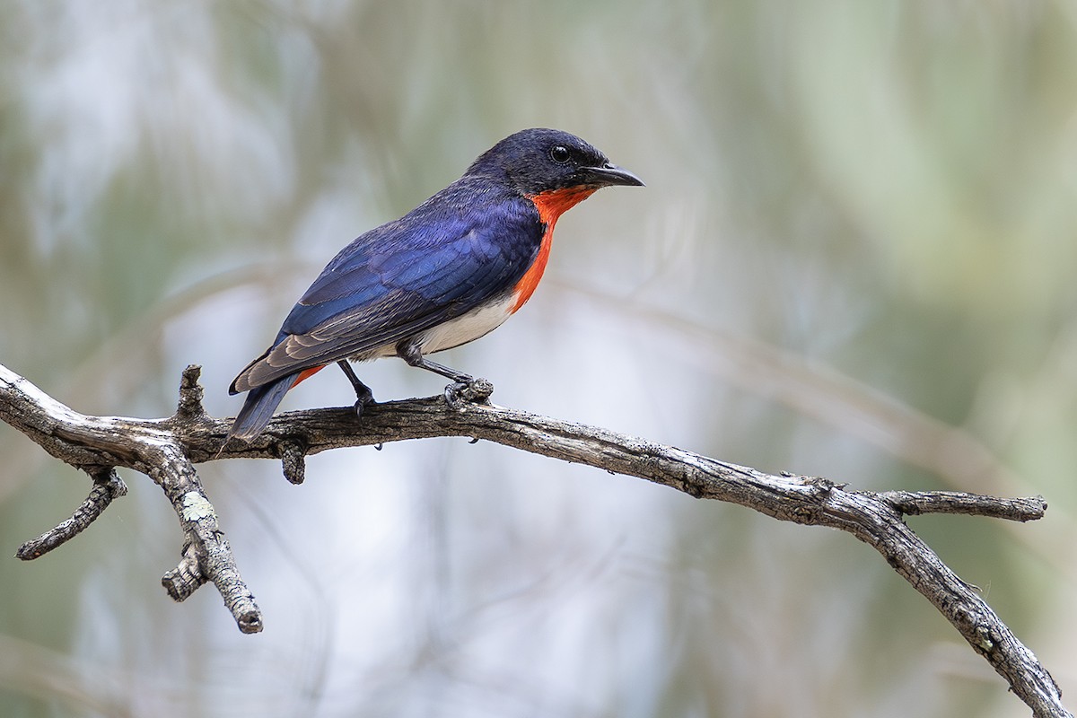 Mistletoebird - ML641954921