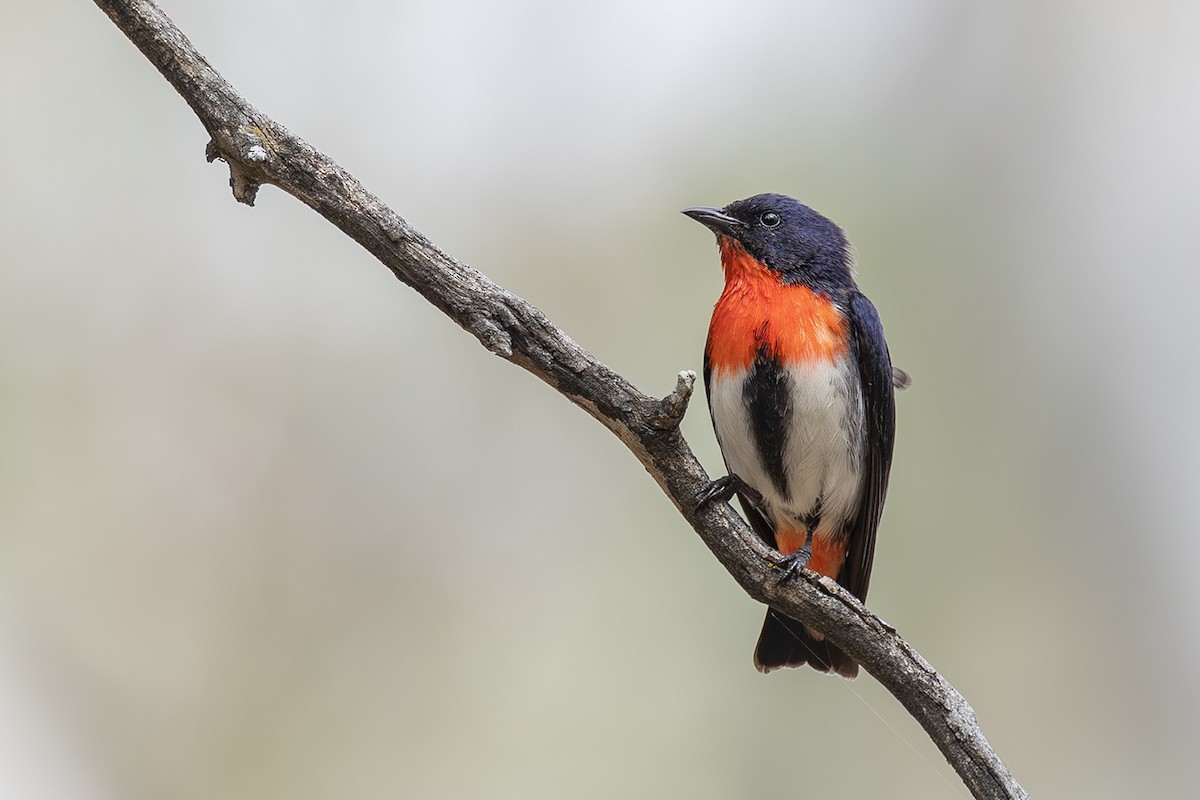 Mistletoebird - ML641954922