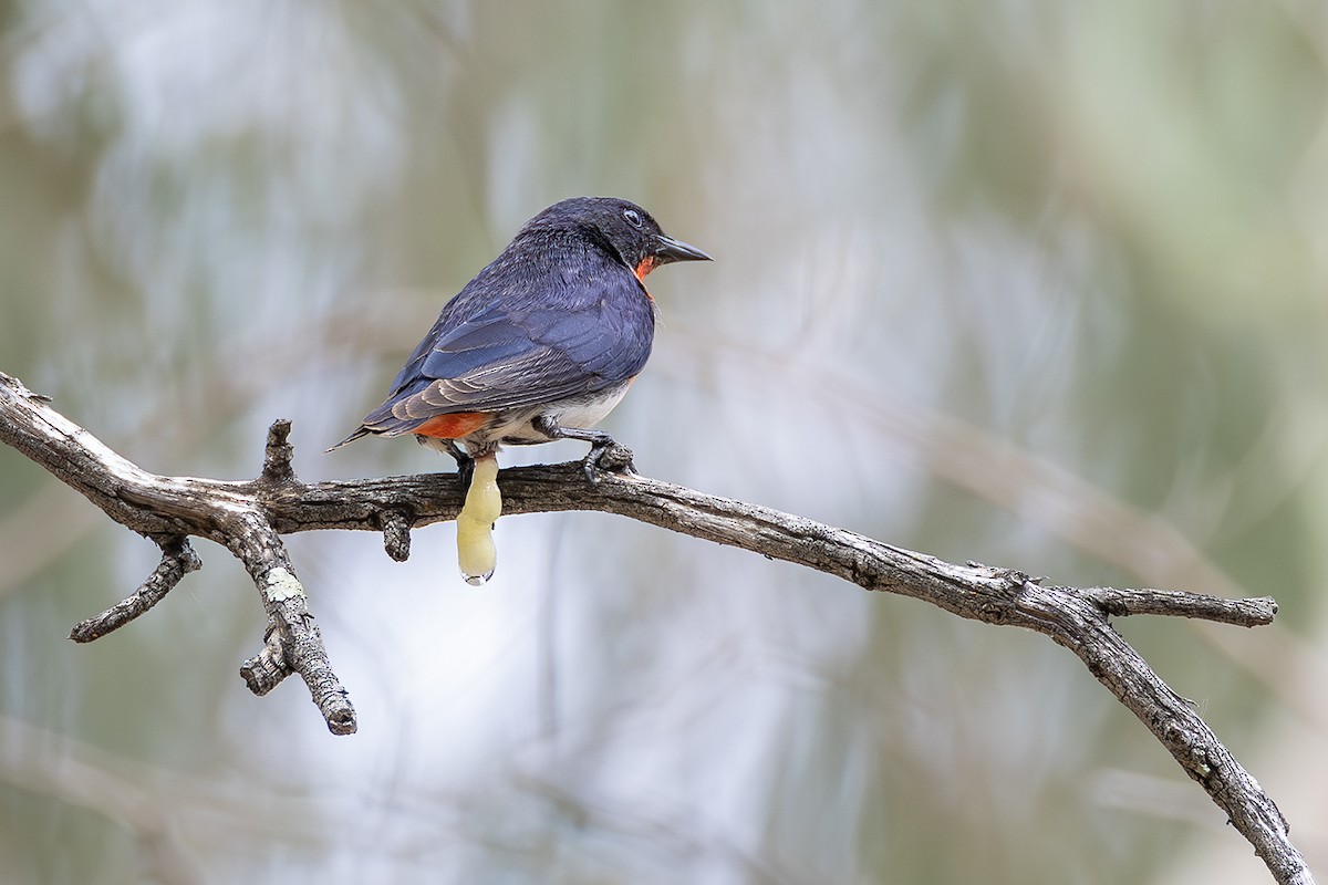Mistletoebird - ML641954923