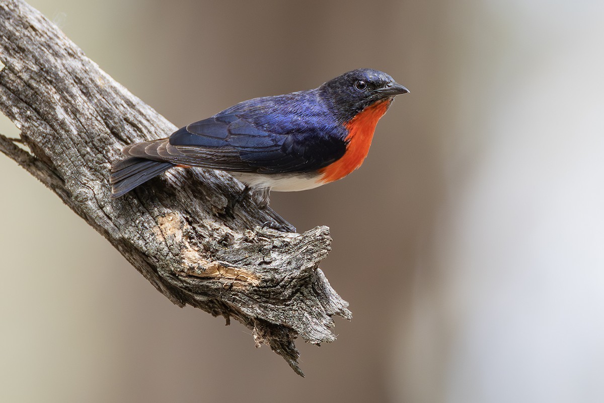 Mistletoebird - ML641954924