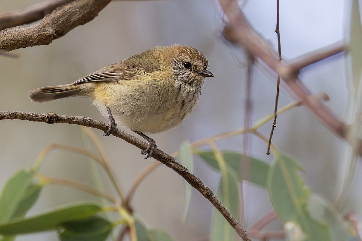 Striated Thornbill - ML641954926