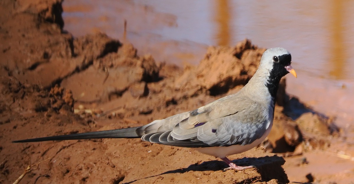 Namaqua Dove - ML641954930