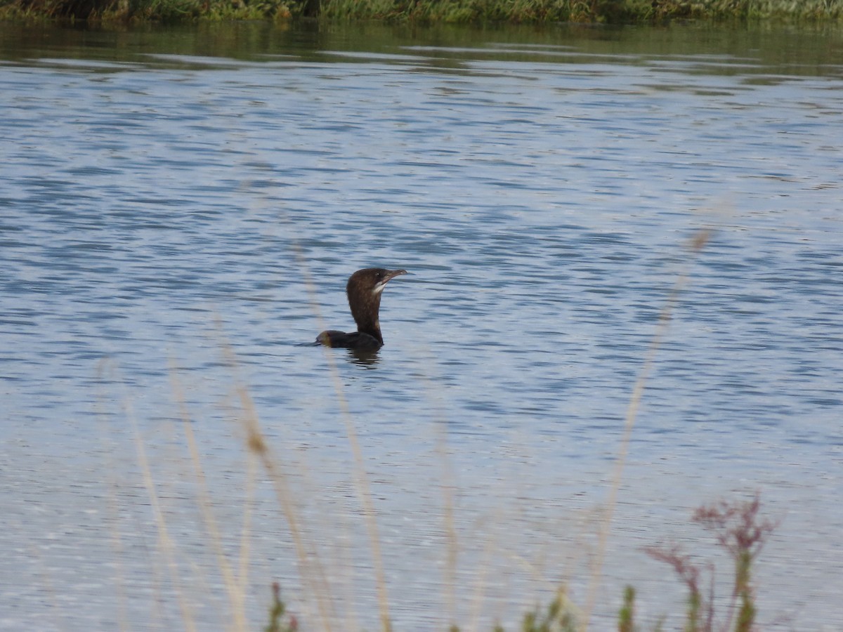 Cormoran pygmée - ML641954936