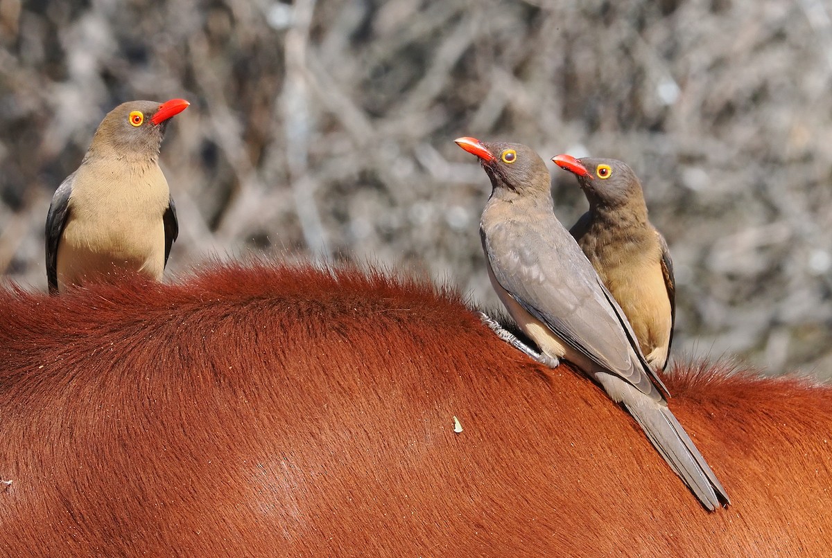 Red-billed Oxpecker - ML641954946