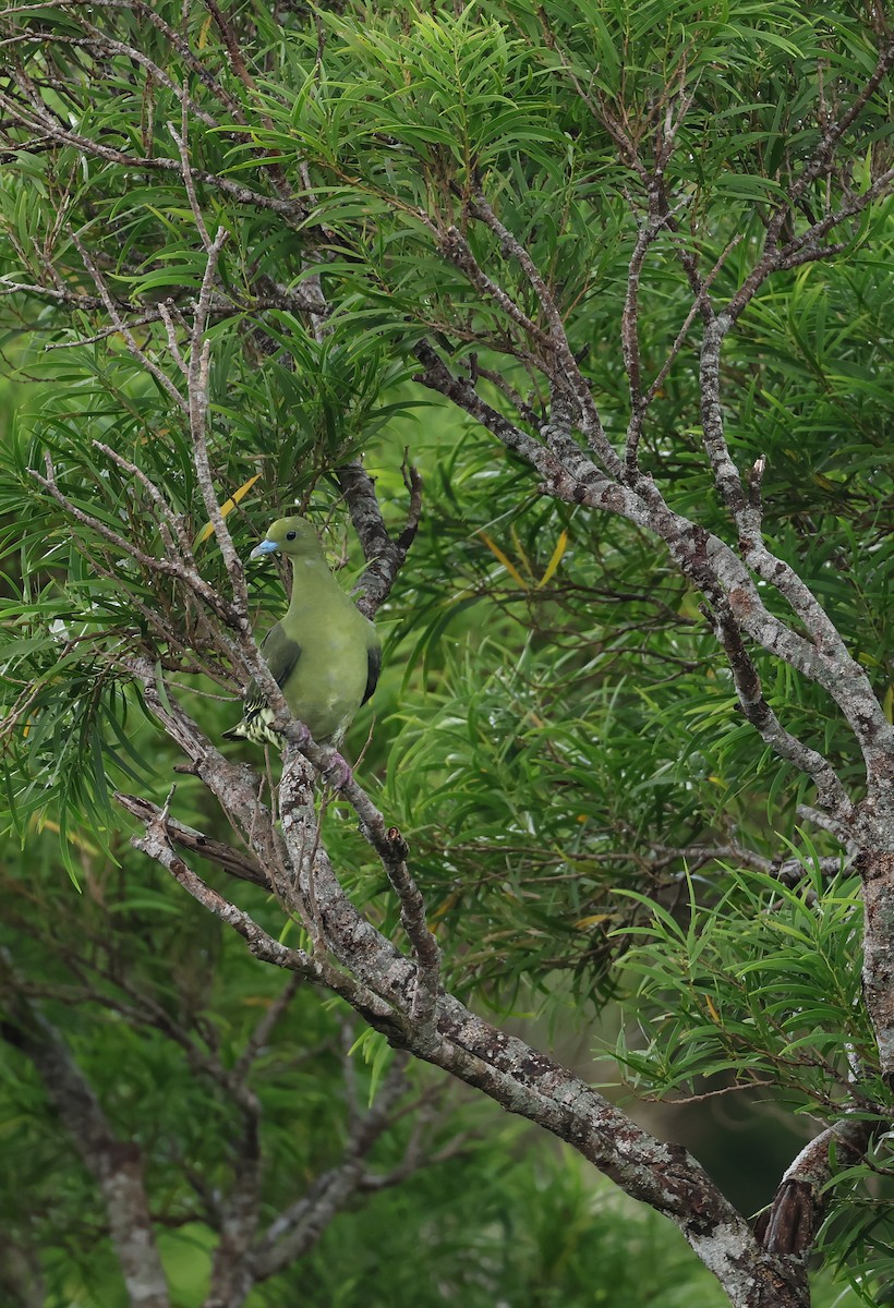Whistling Green-Pigeon - ML641954955