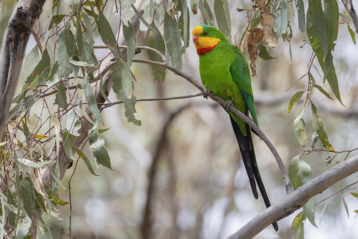 Superb Parrot - ML641954957