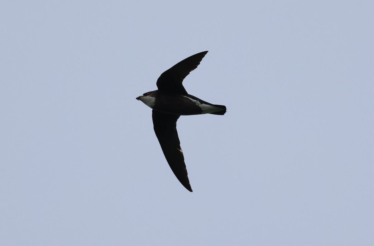 White-throated Needletail - ML641954965