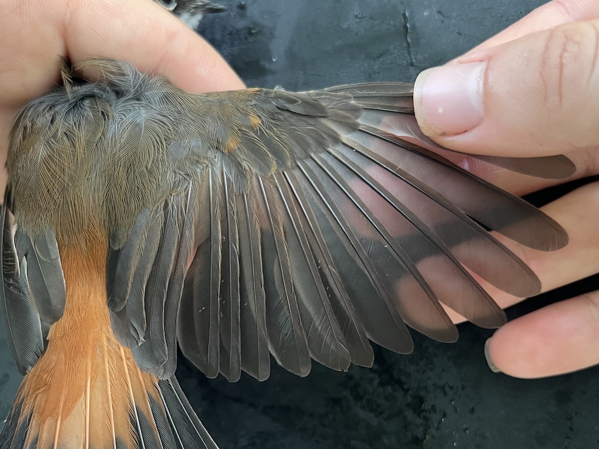Micronesian Rufous Fantail (Marianas) - ML641954977