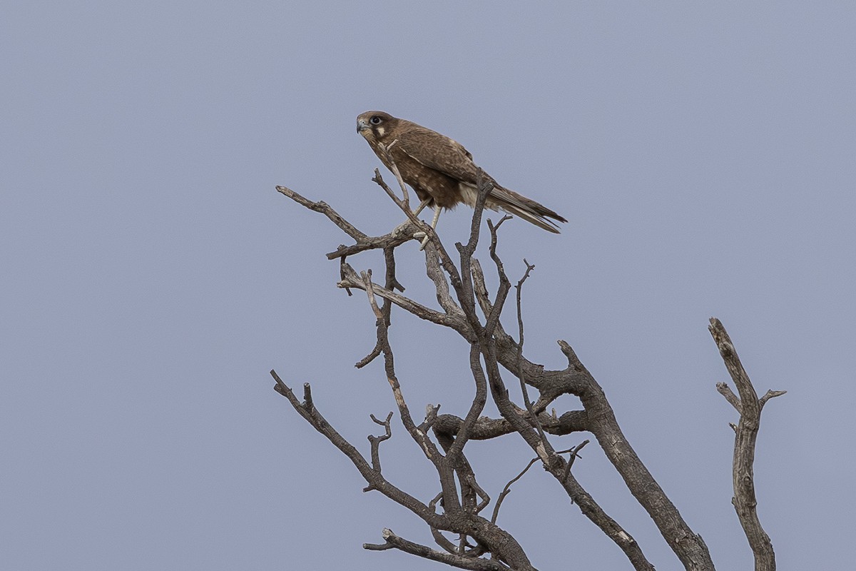 Brown Falcon - ML641954991