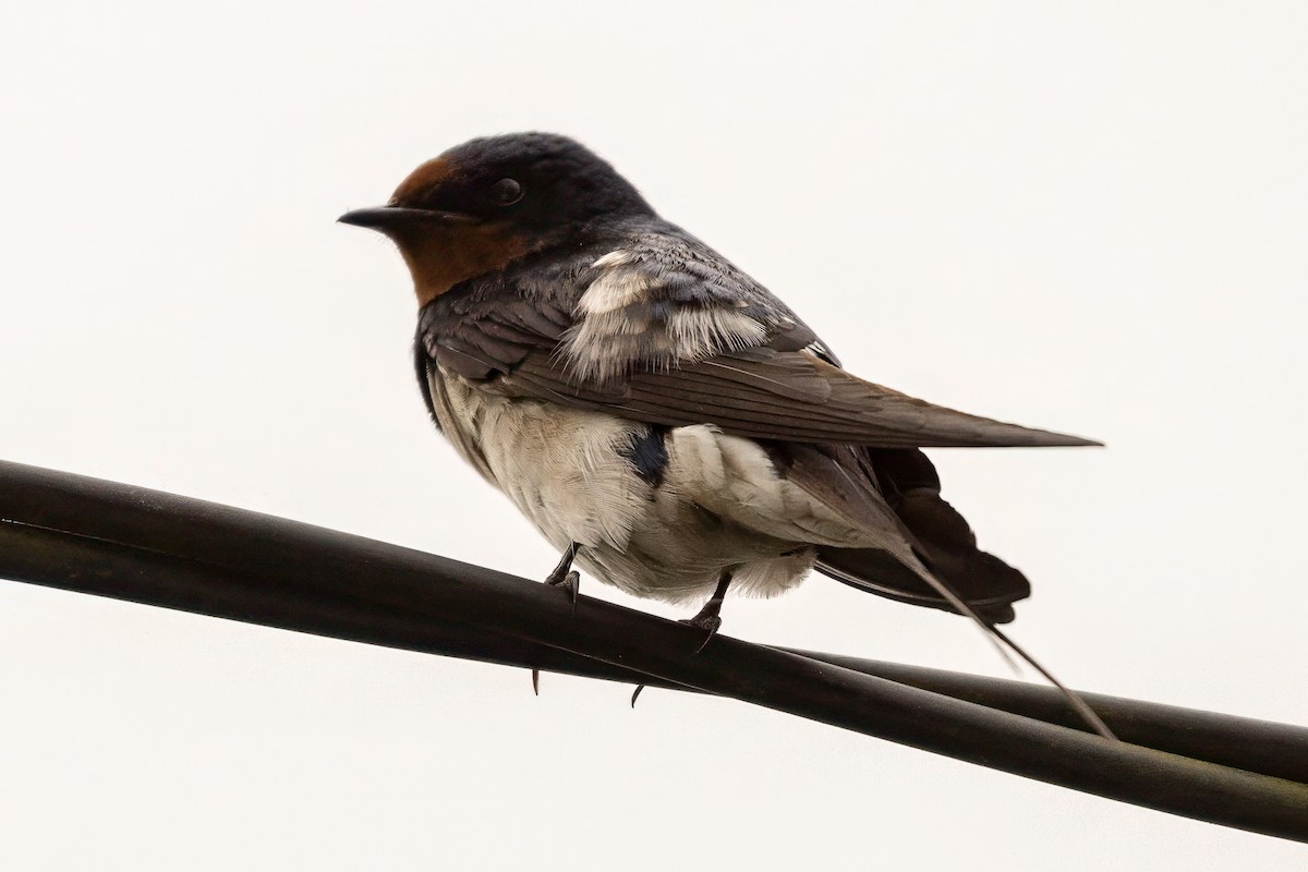 Pacific Swallow - ML641954998