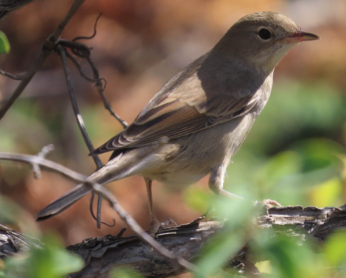 Dorngrasmücke - ML641955001