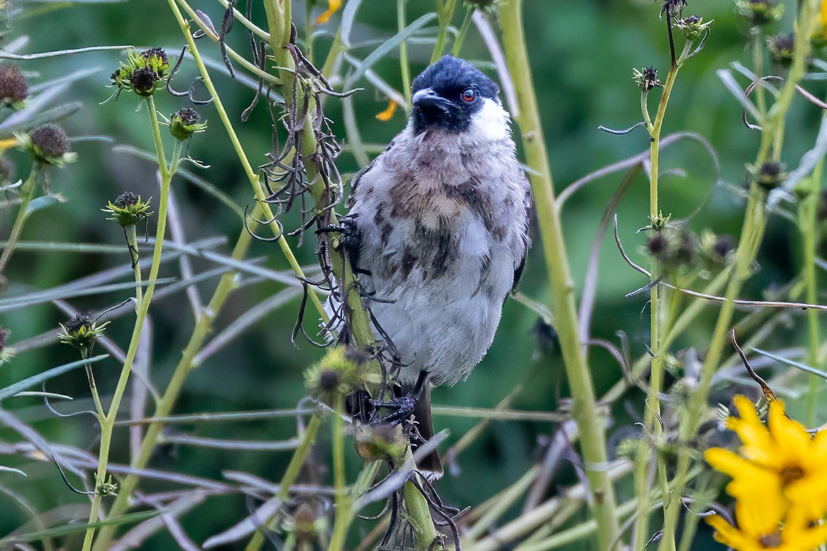 Bulbul Ventridorado - ML641955002