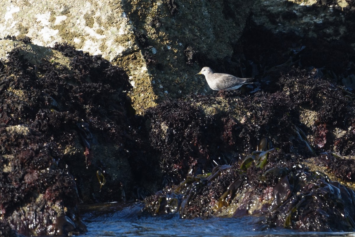 Surfbird - ML641955005