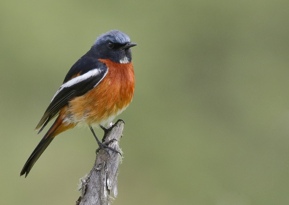 White-throated Redstart - Dave Curtis