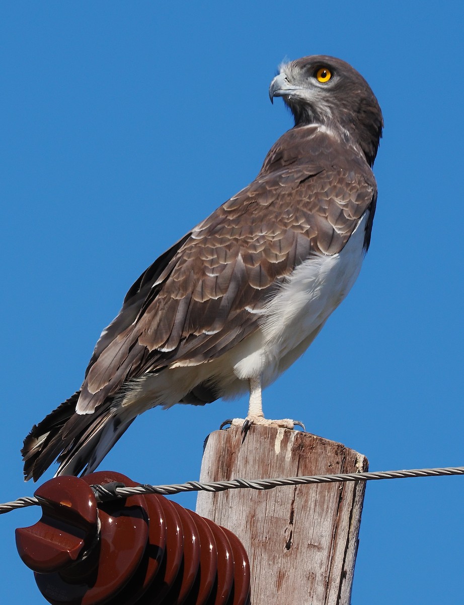 Black-chested Snake-Eagle - ML641955026