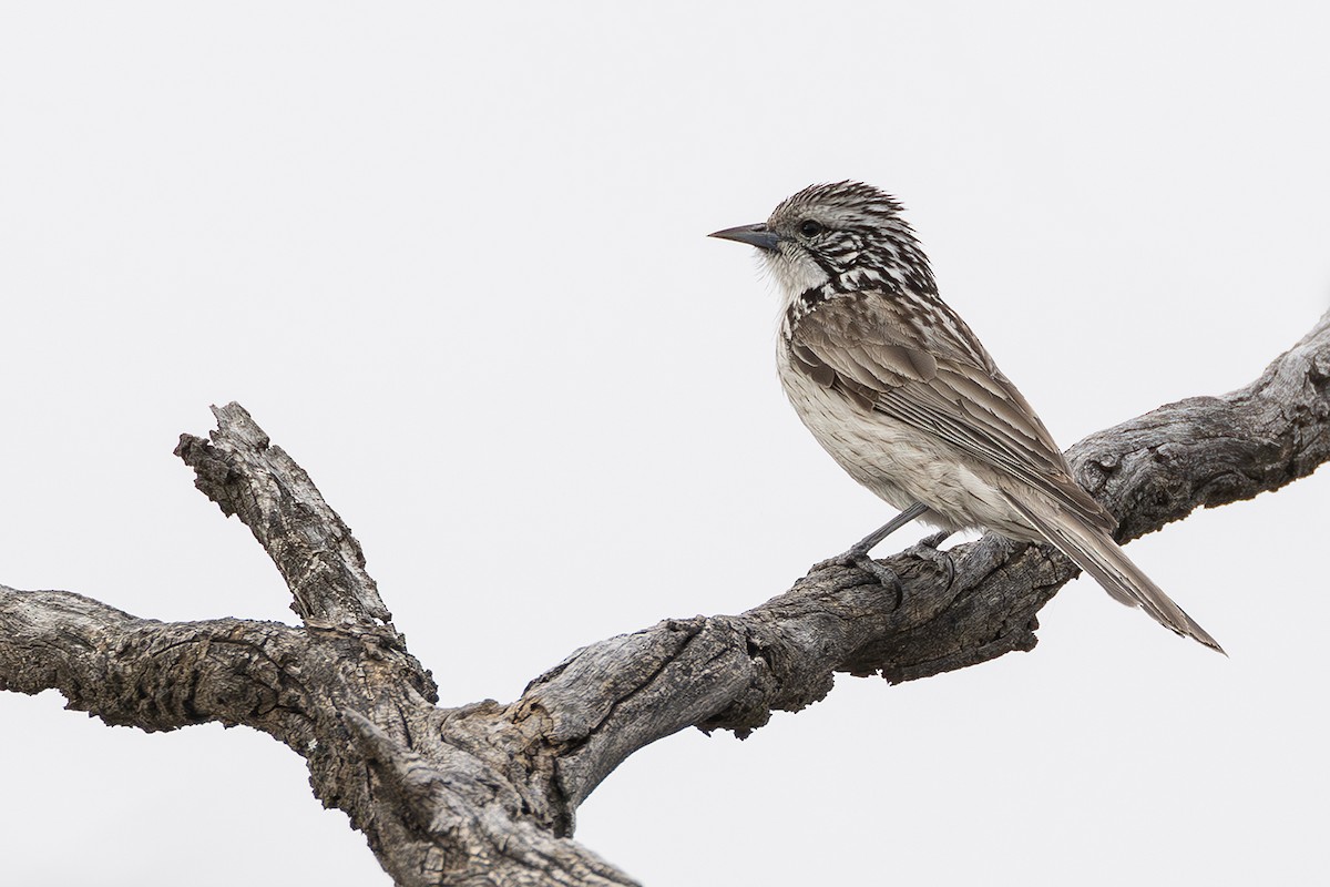 Striped Honeyeater - ML641955037