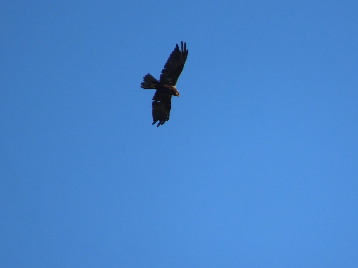 Western Marsh Harrier - ML641955069