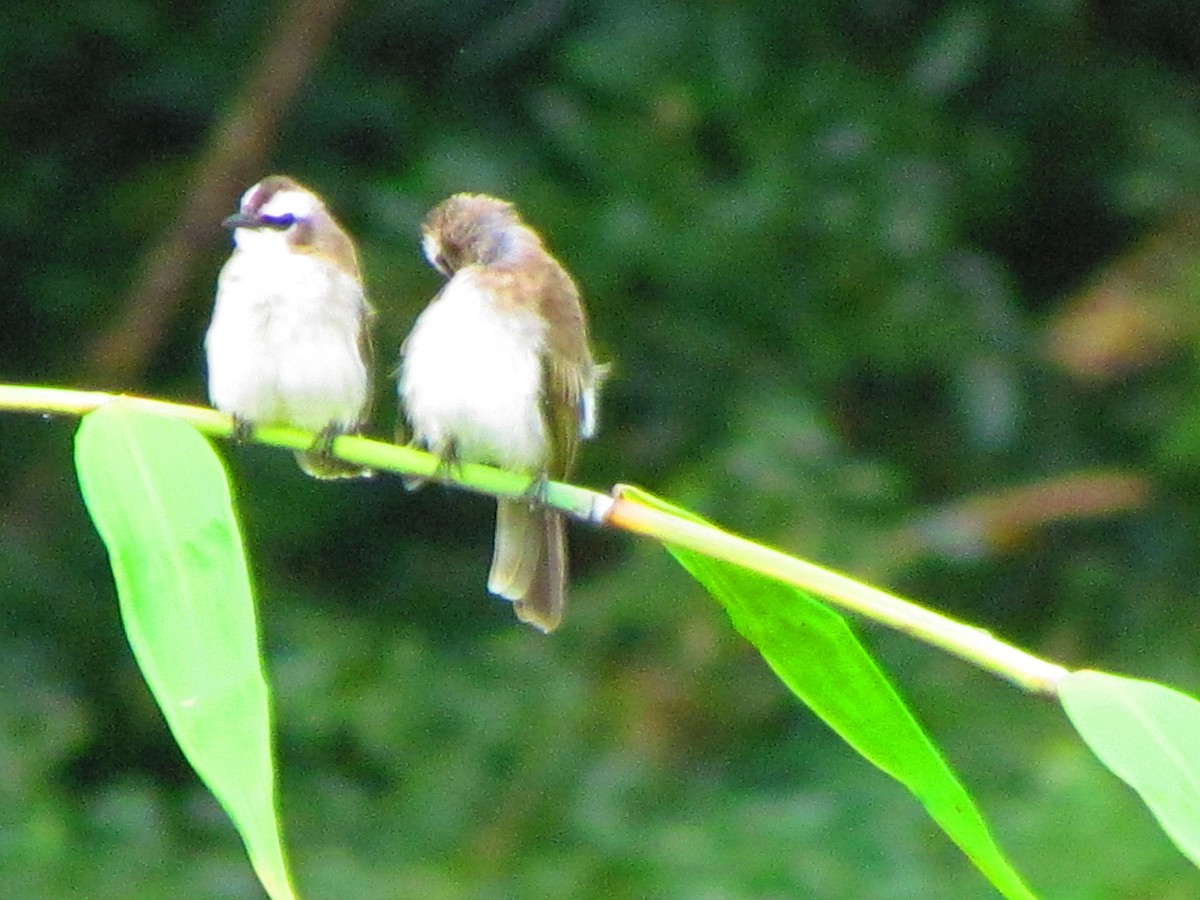 Yellow-vented Bulbul - ML641955071