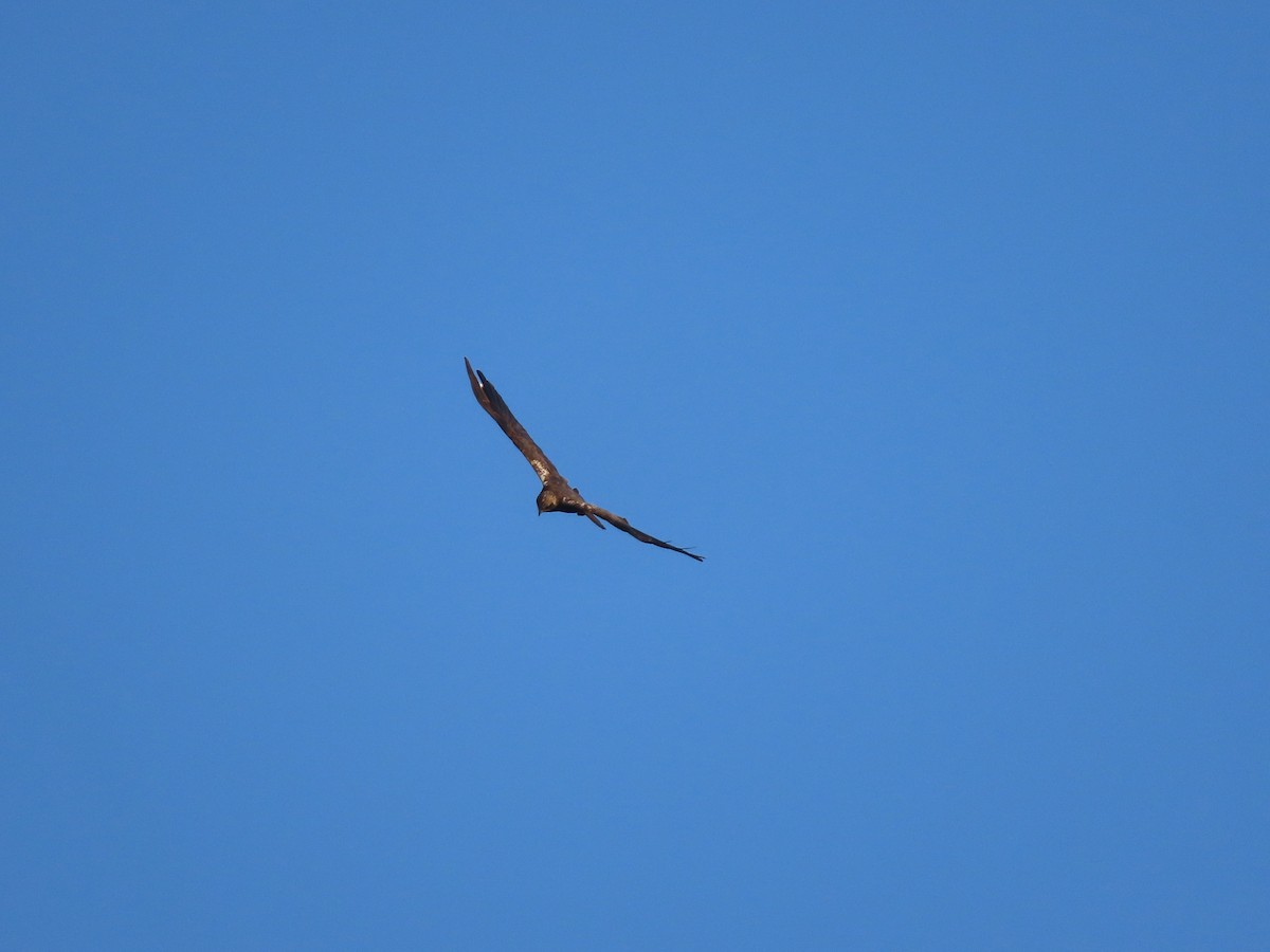 Western Marsh Harrier - ML641955072