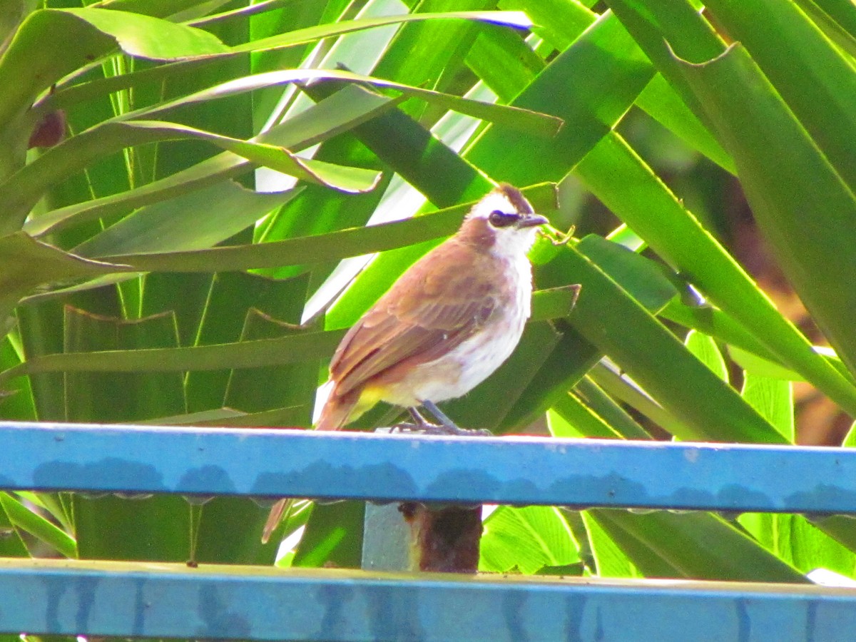 Yellow-vented Bulbul - ML641955075