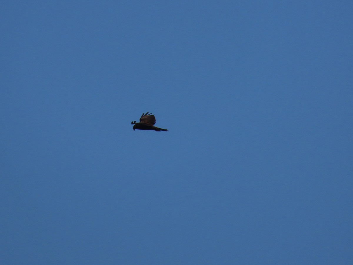 Western Marsh Harrier - ML641955077