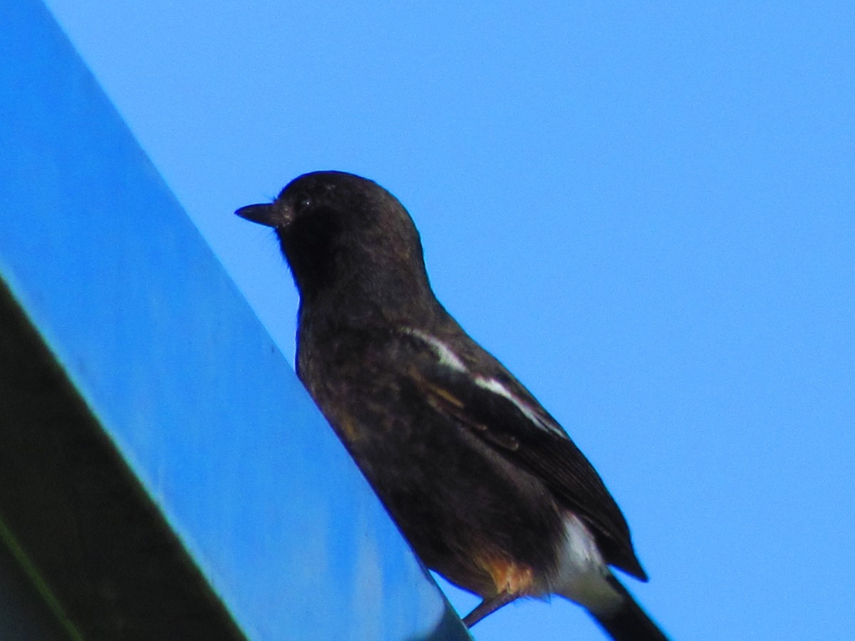 Pied Bushchat - ML641955082