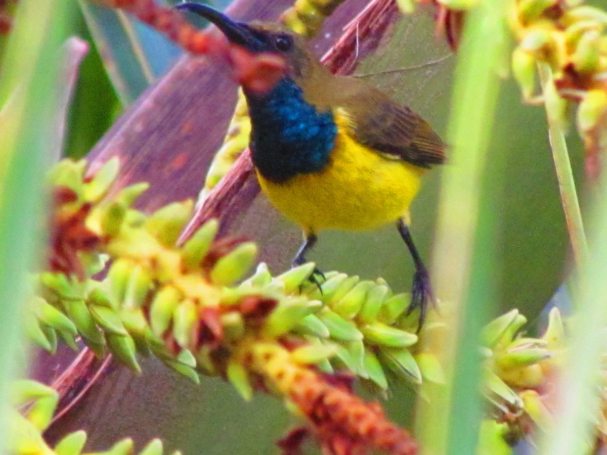 Garden Sunbird - ML641955085