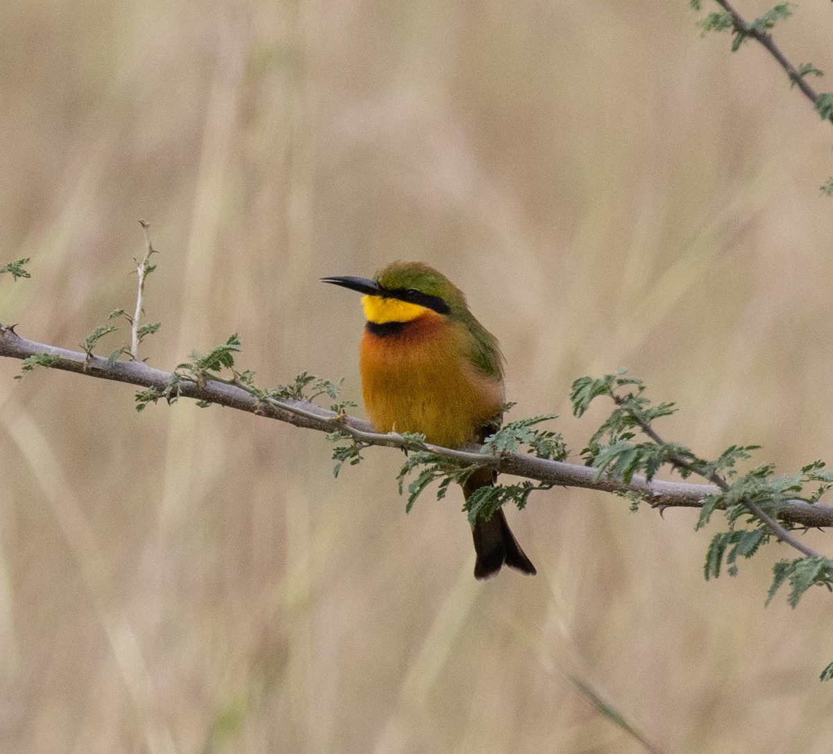 Little Bee-eater - ML641955091