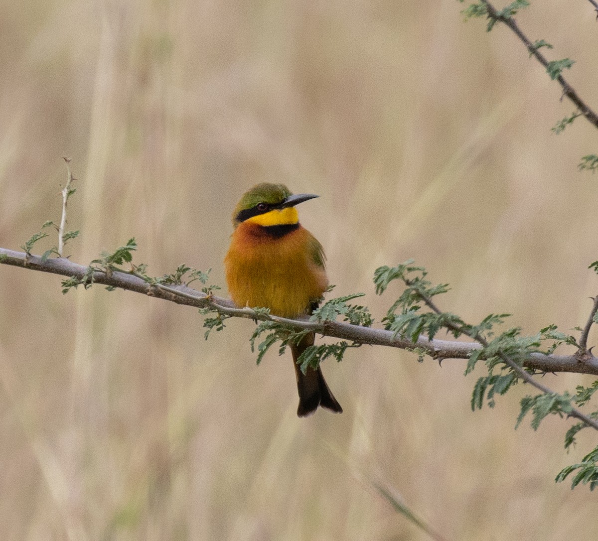 Little Bee-eater - ML641955093
