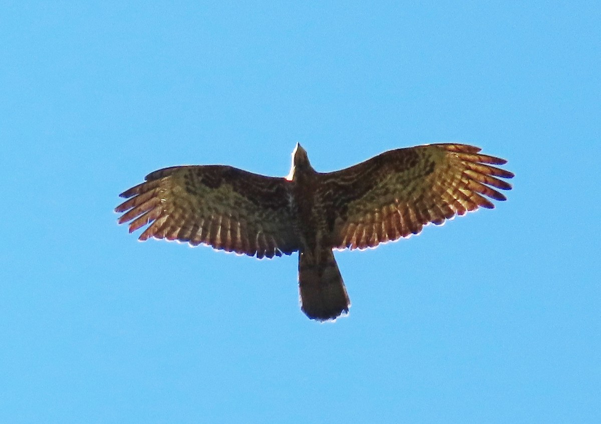 Schopfwespenbussard - ML641955098