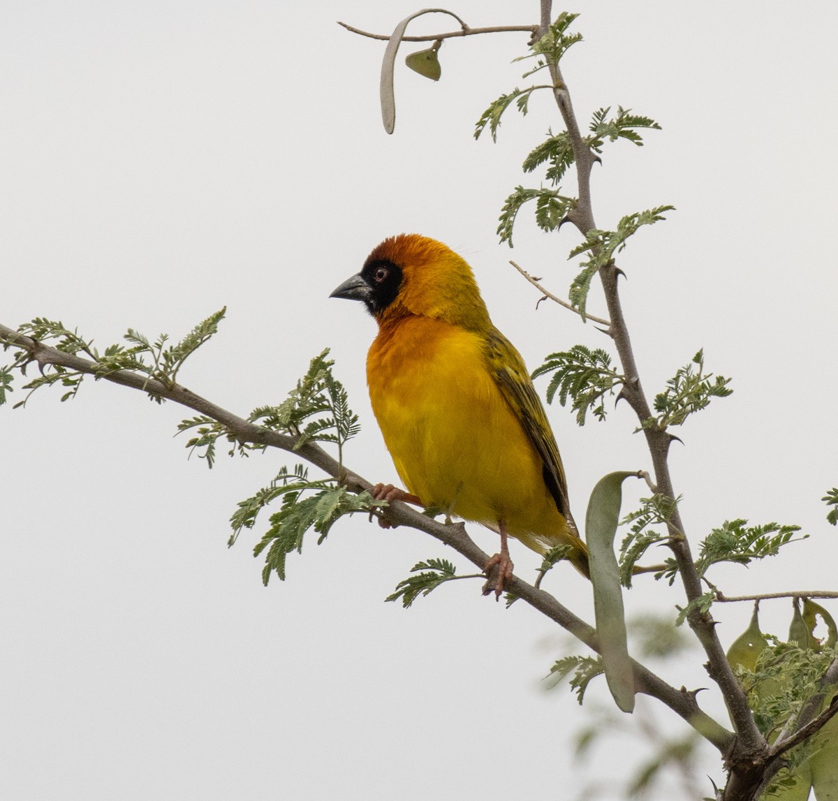 Vitelline Masked-Weaver - ML641955101