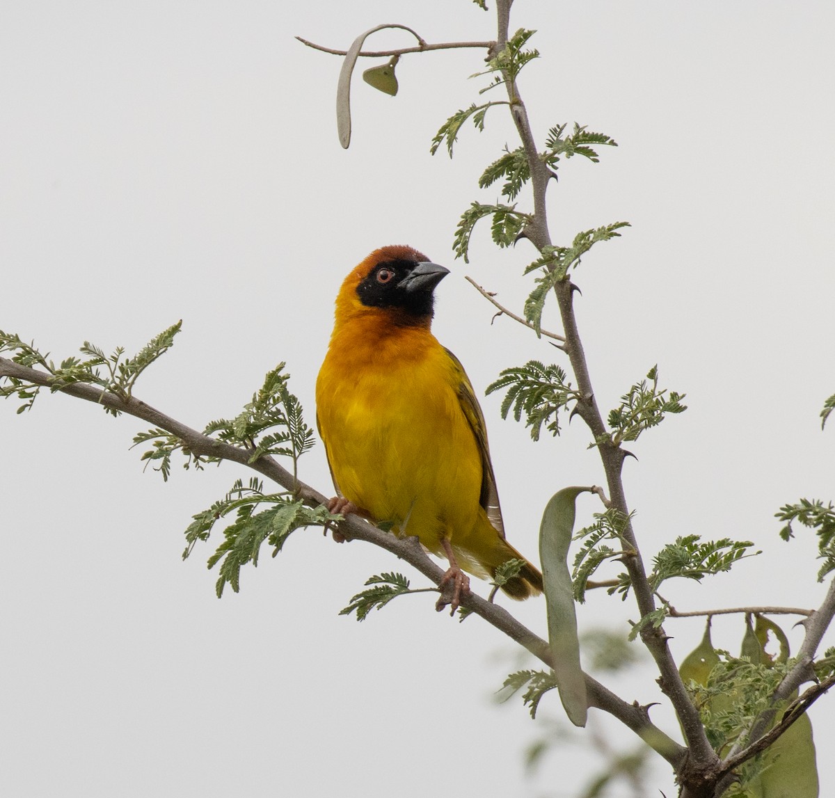 Vitelline Masked-Weaver - ML641955102