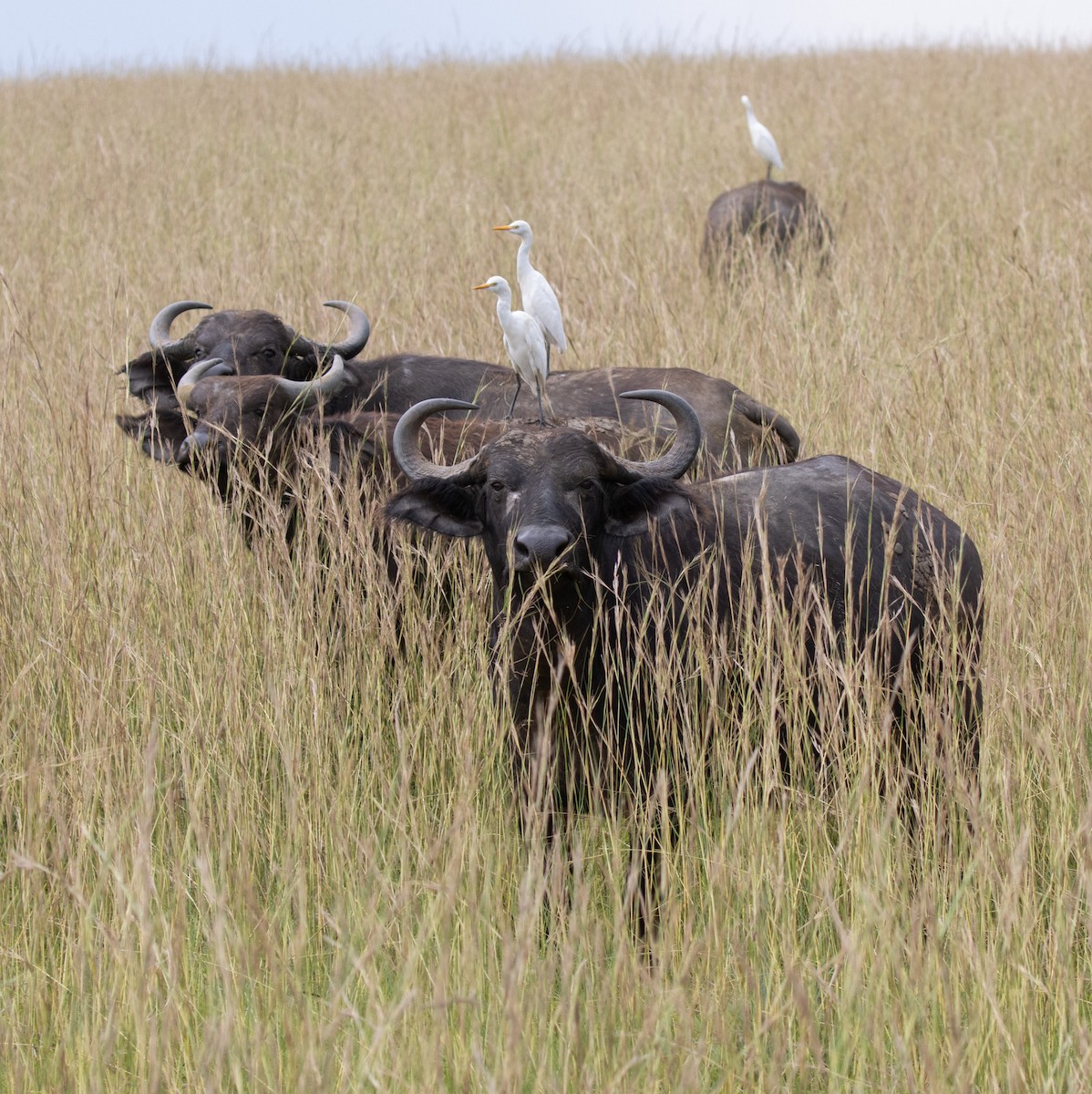 Western Cattle-Egret - ML641955112