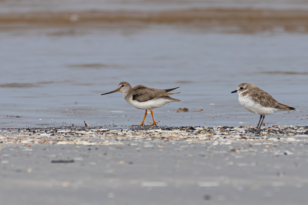 Terek Sandpiper - ML641955117