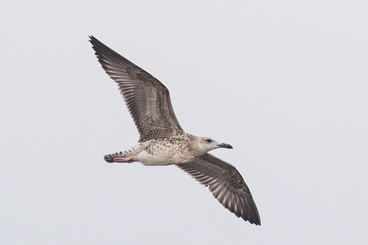 Gaviota Sombría - ML641955124