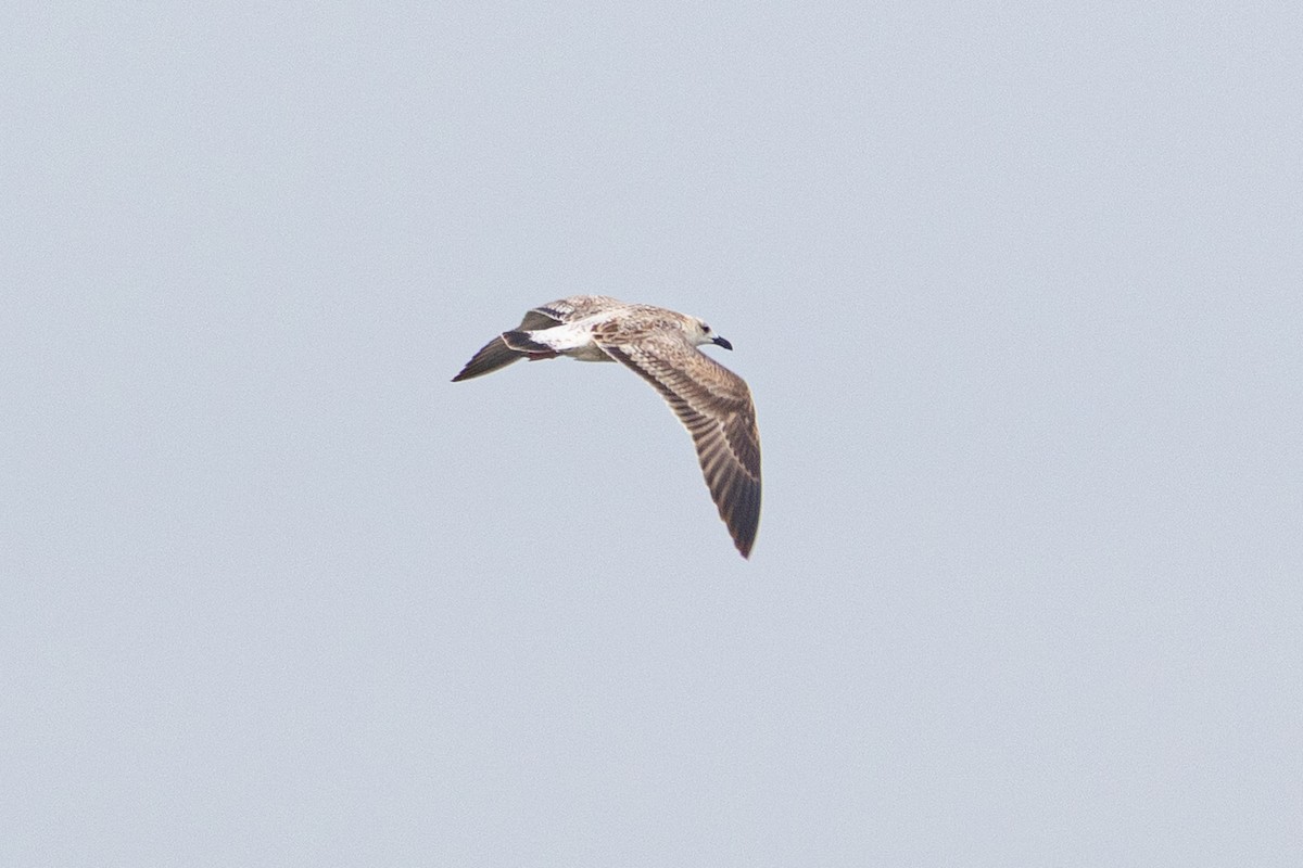 Gaviota Sombría - ML641955125