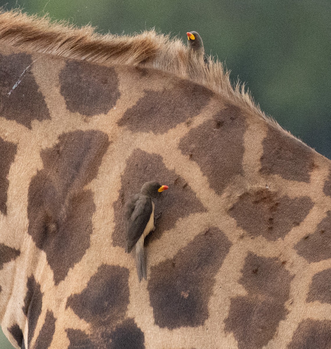 Yellow-billed Oxpecker - ML641955134
