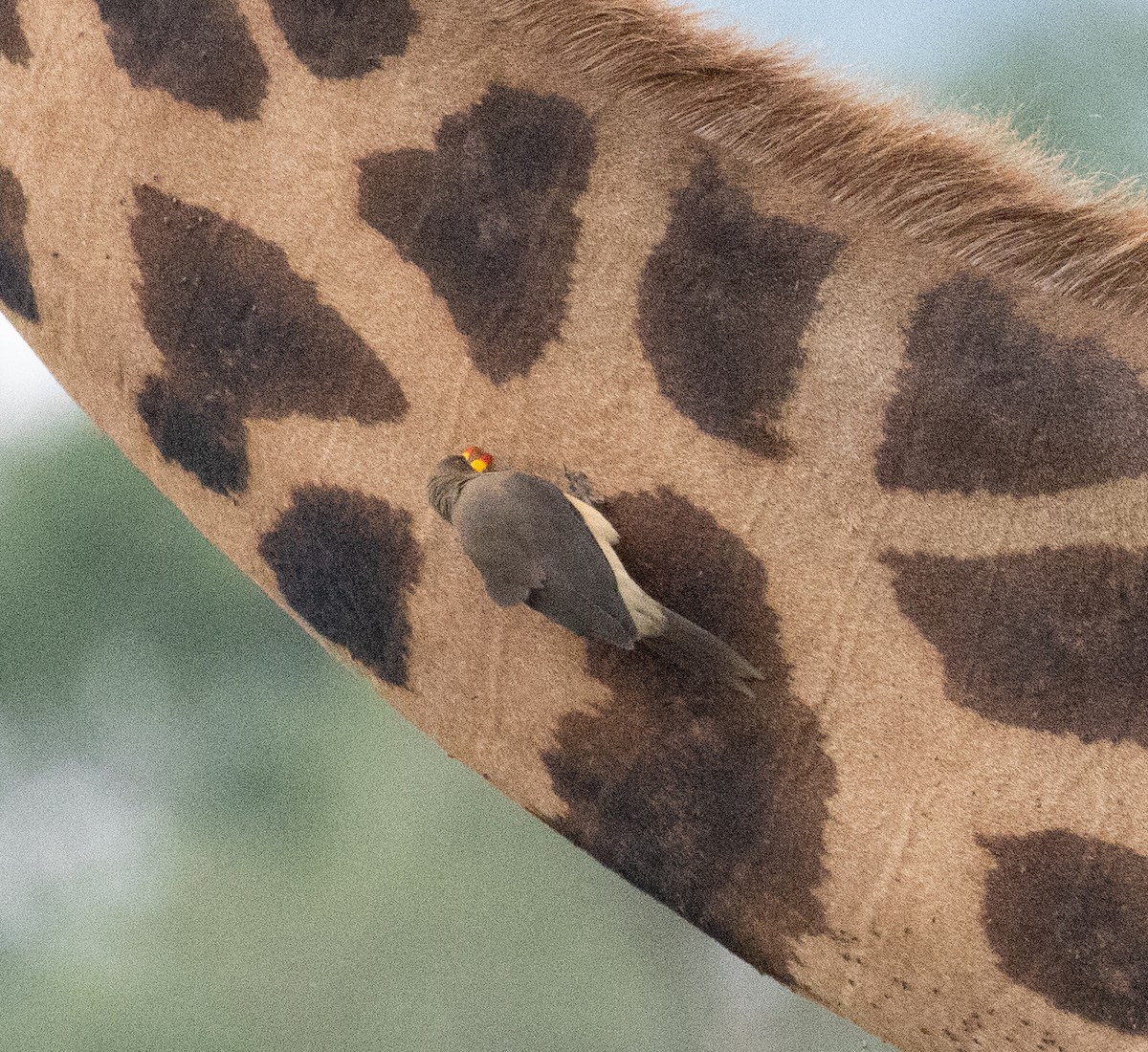 Yellow-billed Oxpecker - ML641955139