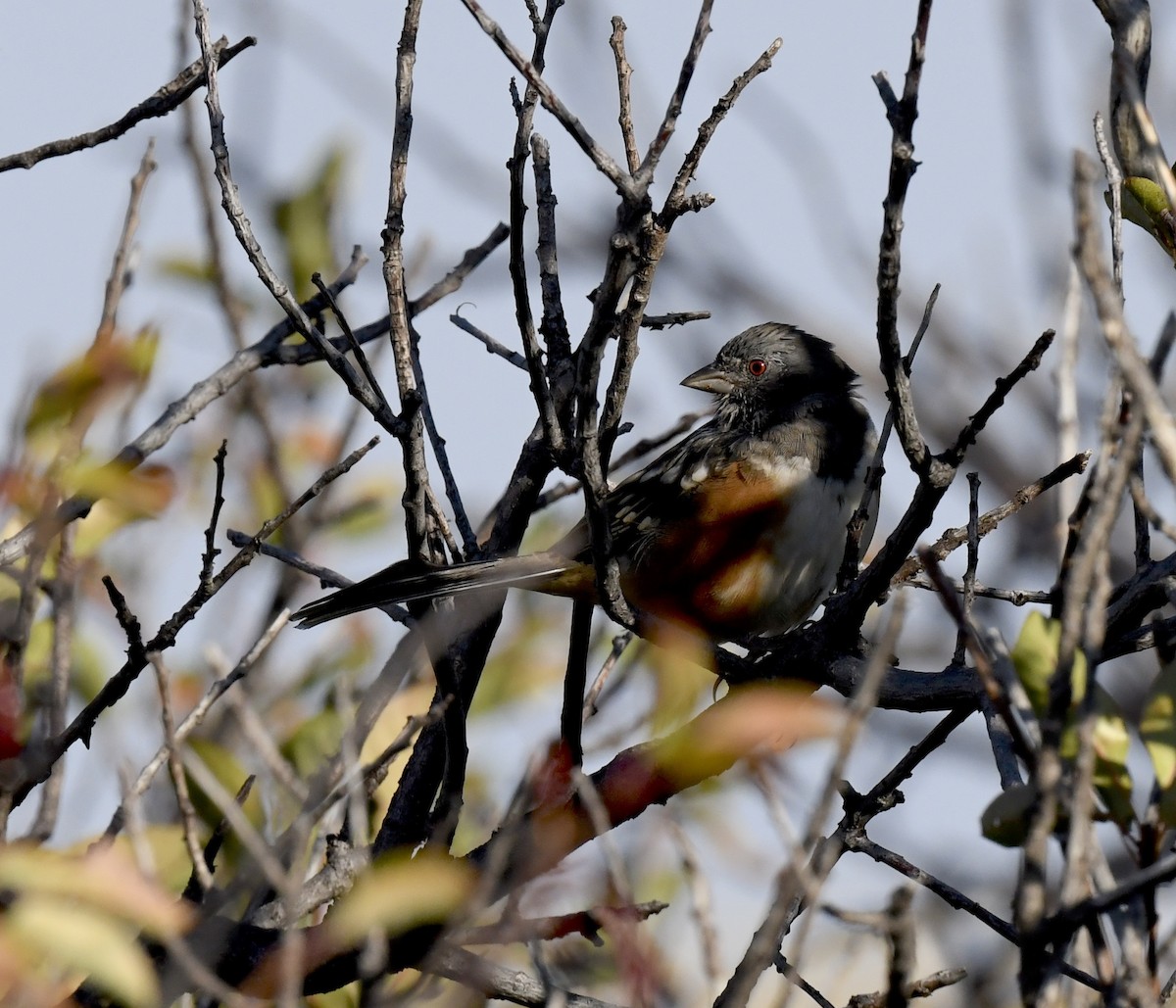 Spotted Towhee - ML641955141