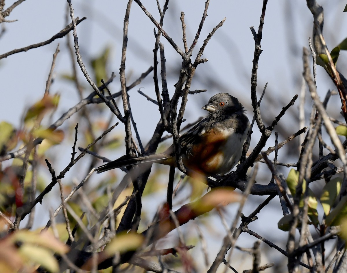 Spotted Towhee - ML641955142