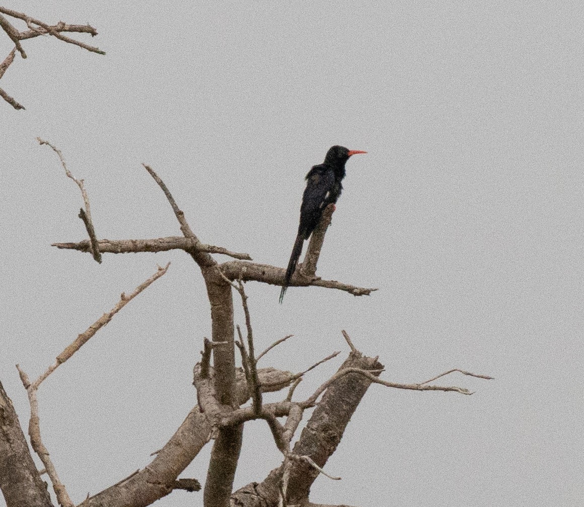 Green Woodhoopoe - ML641955144