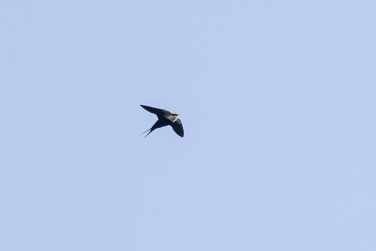 Golondrina Dorsiblanca - ML641955148