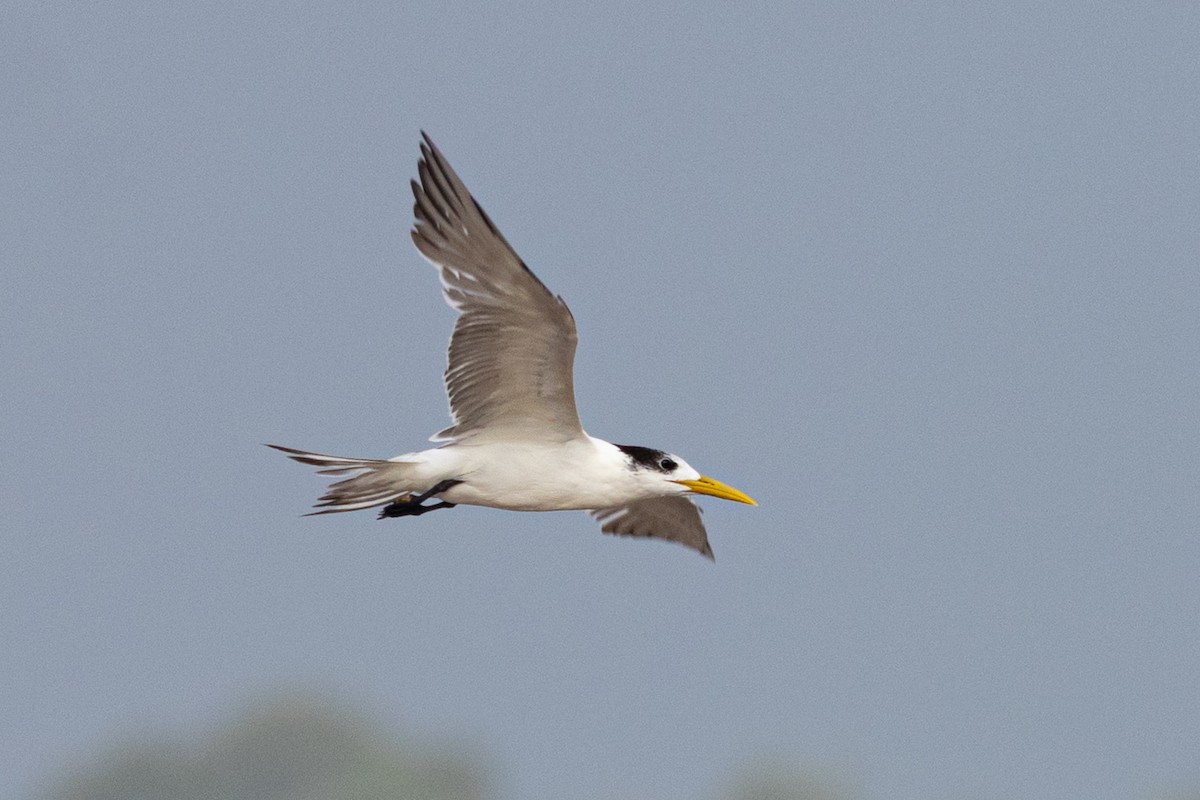 Great Crested Tern - ML641955149