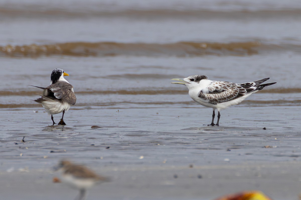 Great Crested Tern - ML641955154