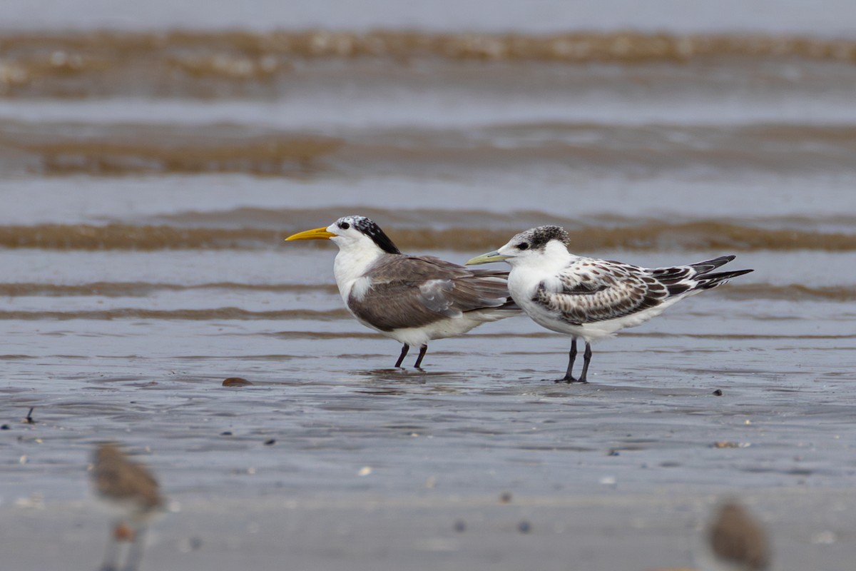 Great Crested Tern - ML641955155
