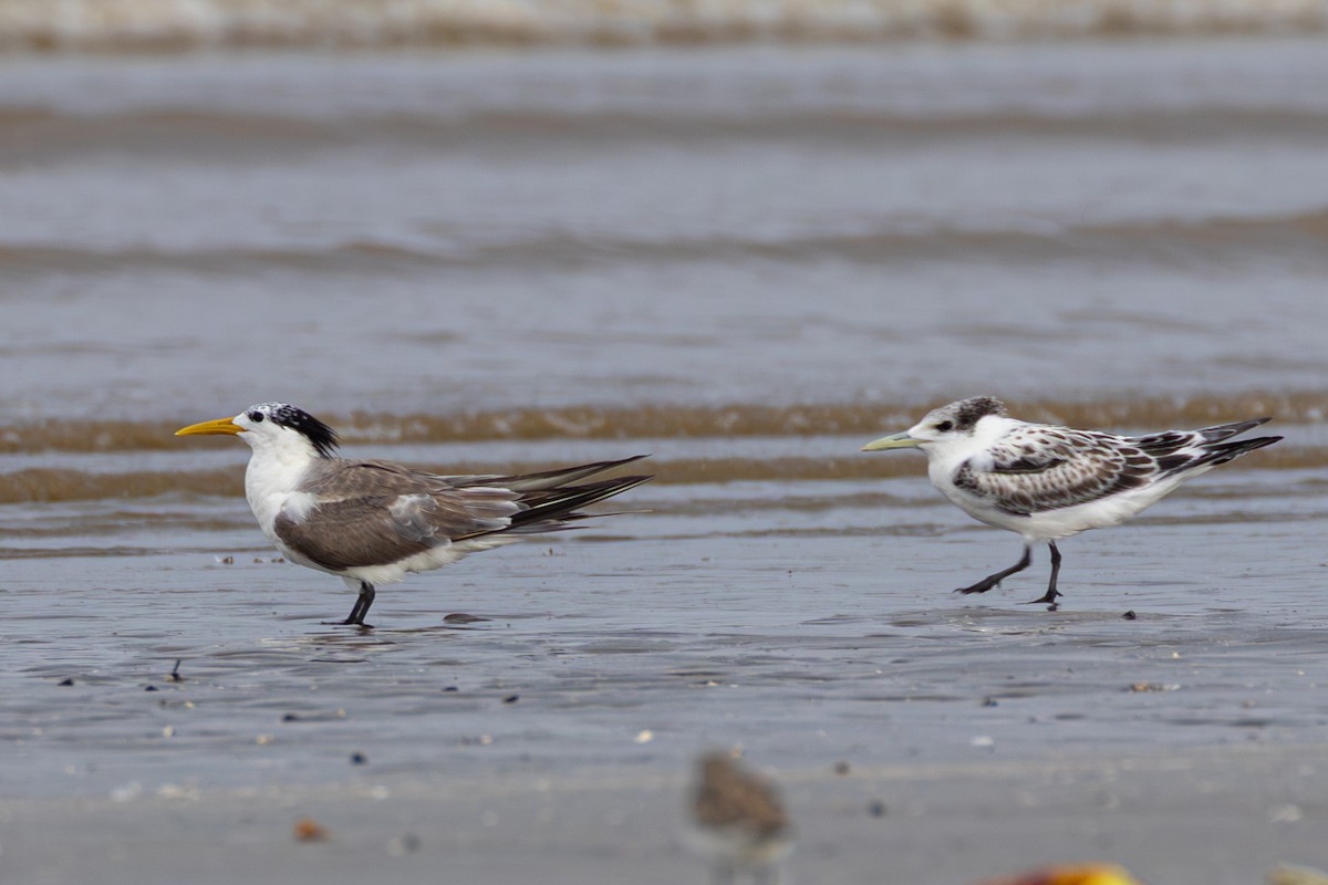 Great Crested Tern - ML641955156