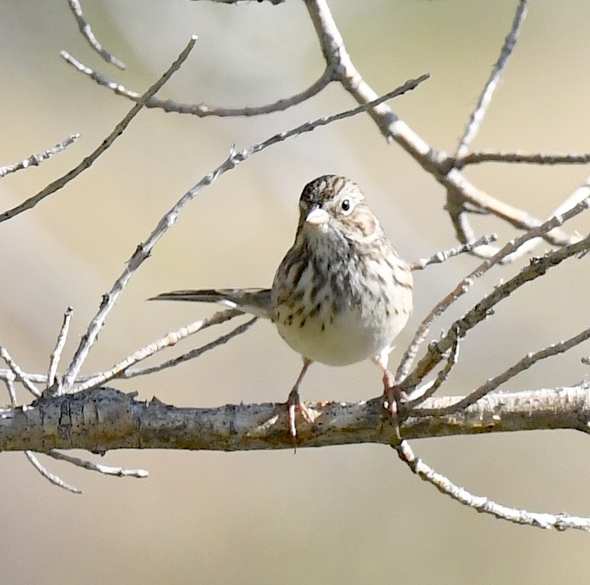 Vesper Sparrow - ML641955162
