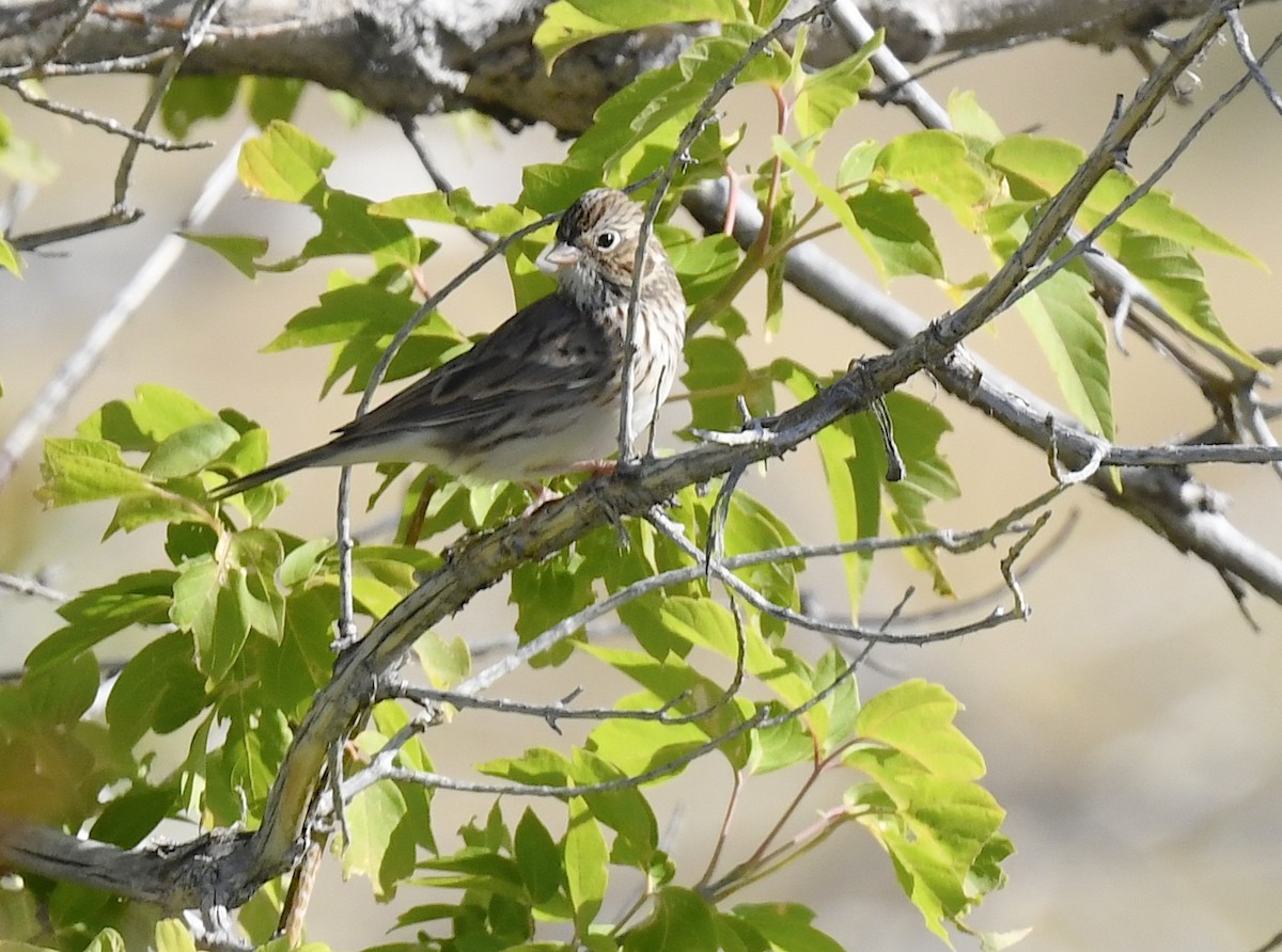 Vesper Sparrow - ML641955163