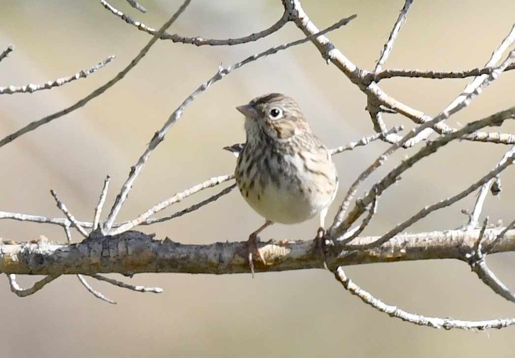 Vesper Sparrow - ML641955164